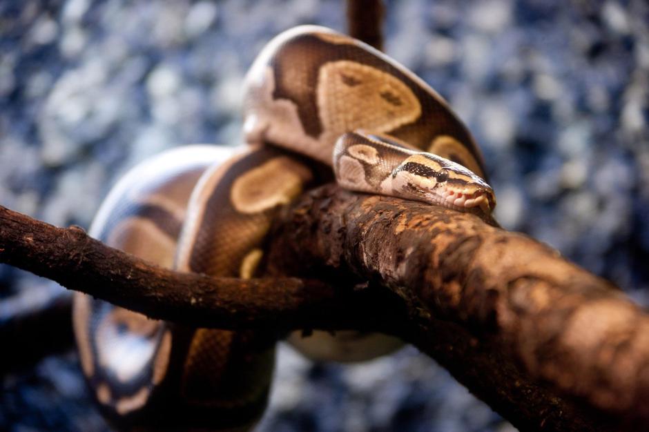 kraljevi piton | Avtor: Profimedia