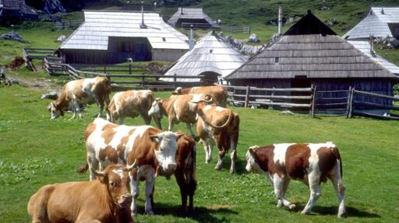 Eno od planinskih koč so pokončali ognjeni zublji.