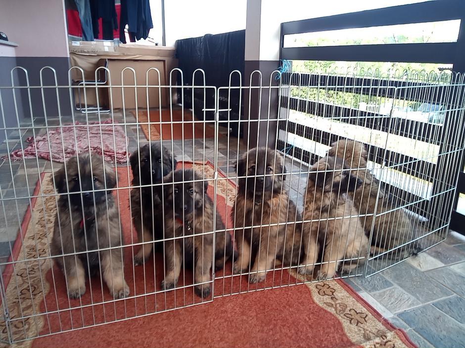 kraški ovčarji | Avtor: Davorin Lisjak