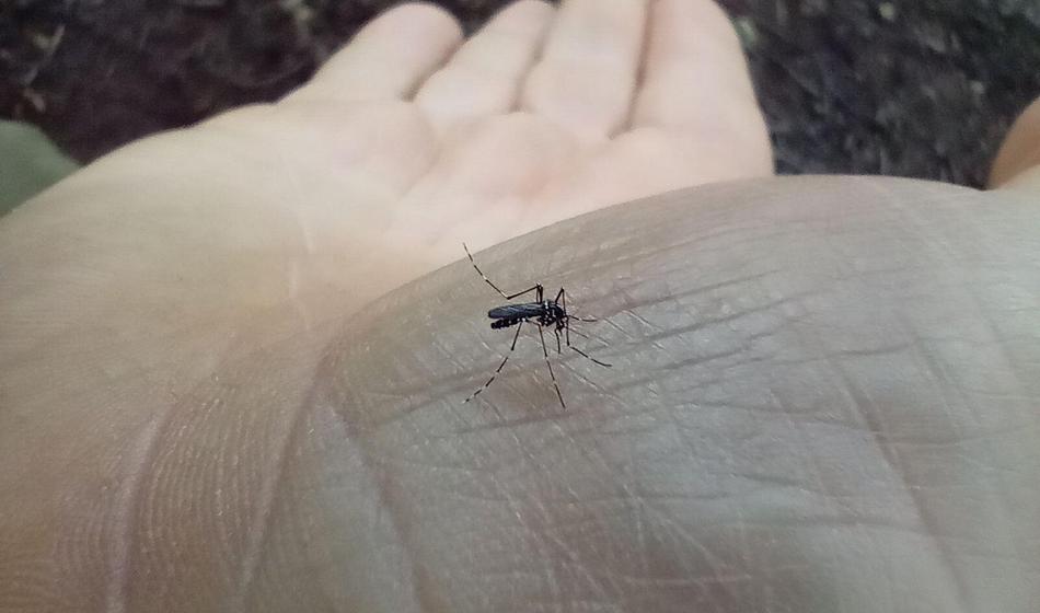 Pri sosedih: S sevanjem nad tigraste komarje