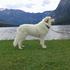 Pirenejski planinski pes