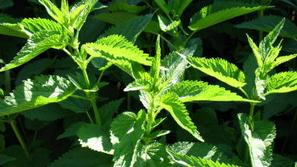 Če koprive nabirate sami, pazite, da nabirate tiste, ki rastejo na sončni strani