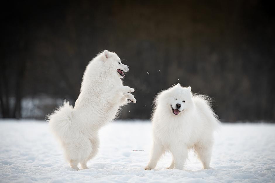 Samojed | Avtor: Matejka Celarc Perčič
