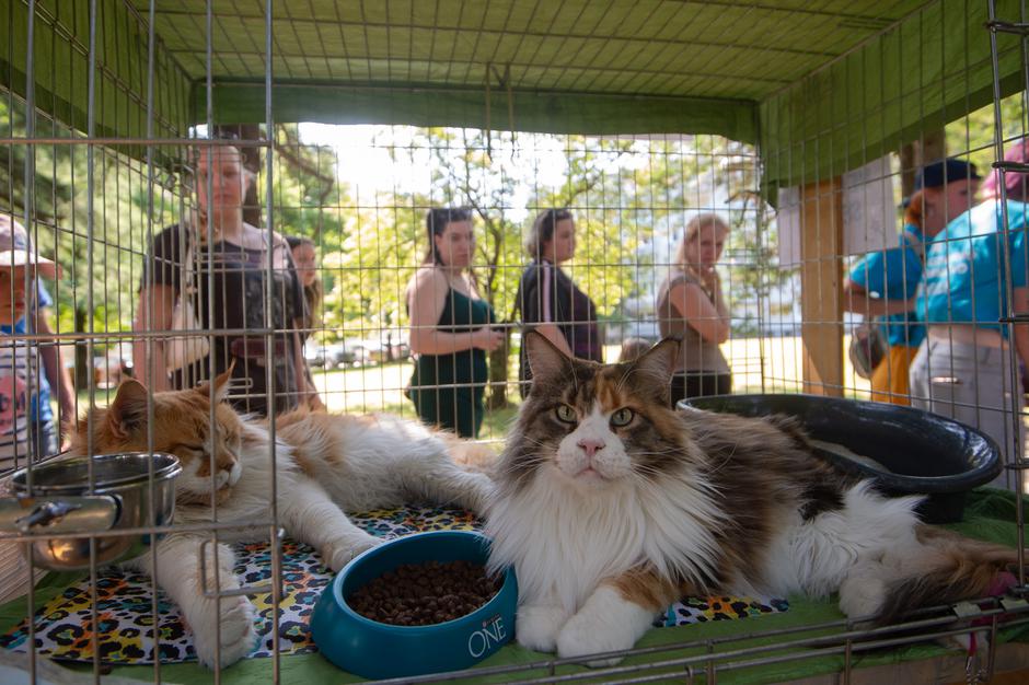 Festival za ljubitelje žiivali | Avtor: Anže Petkovšek