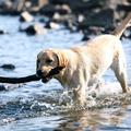 pes, kuža, reka