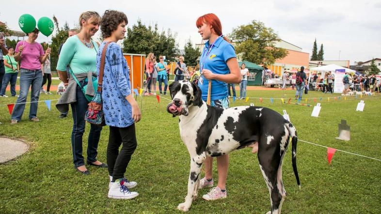 Sejem za ljubitelje živali, pes, nemška doga
