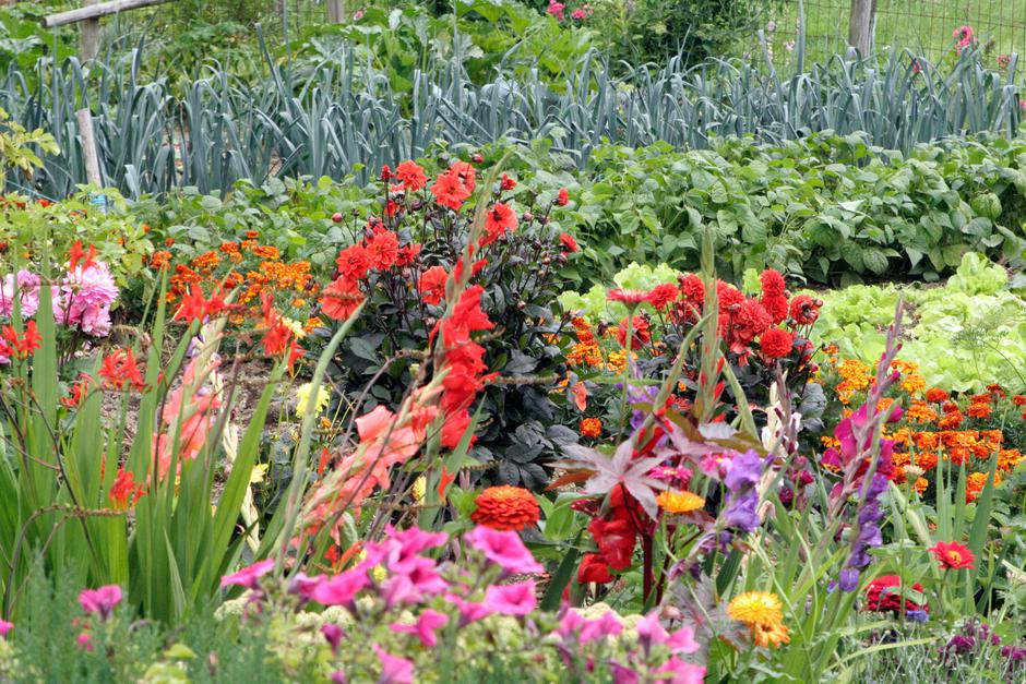 zelenjavni vrt | Avtor: Profimedia