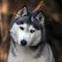 Husky