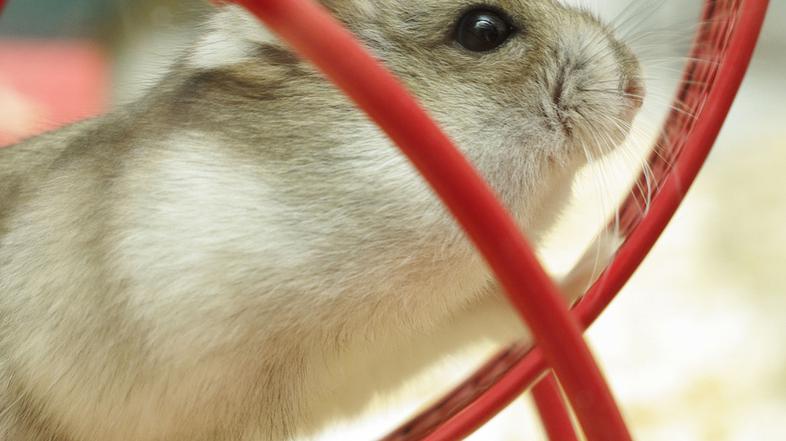 Kletka za hrčka naj bo dovolj prostorna, vanjo položite tudi hišico za ležišče. 