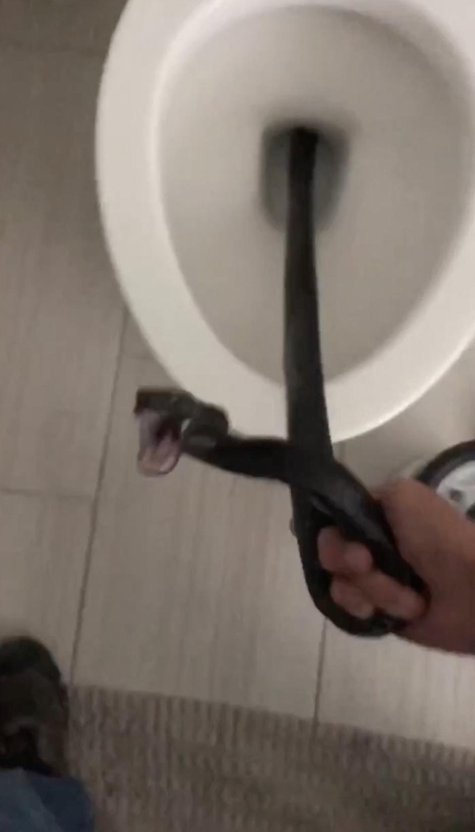 Kača | Avtor: Profimedia