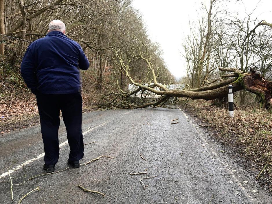 Podrto drevo | Avtor: Profimedia