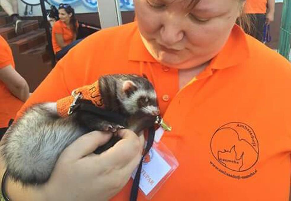 Facebook: Sir Rufus Bumblebee | Avtor: Facebook: Sir Rufus Bumblebee