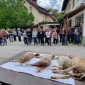 kadavri ovce, Gorje, protest kmetov