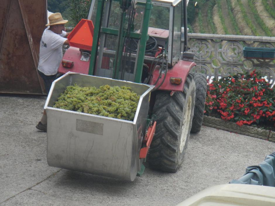 trgatev Brda  | Avtor: bralka