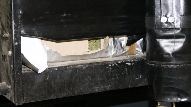 Zaseg marihuane na Gruškovju 