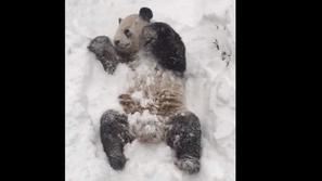 Panda v snegu