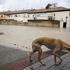 Poplave v Španiji