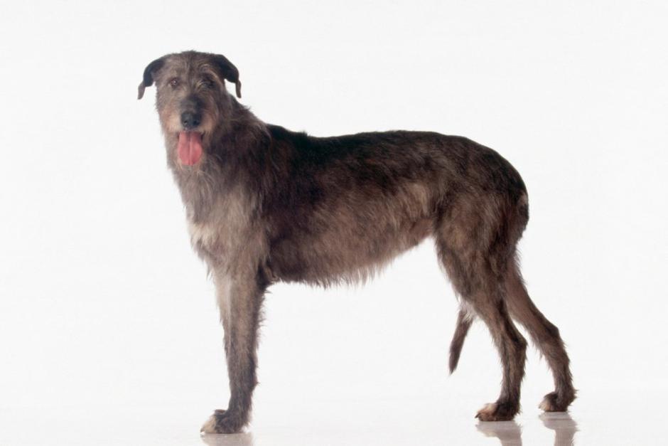 Irski volčji hrt | Avtor: Profimedias
