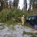 Drevo padlo na avtomobil