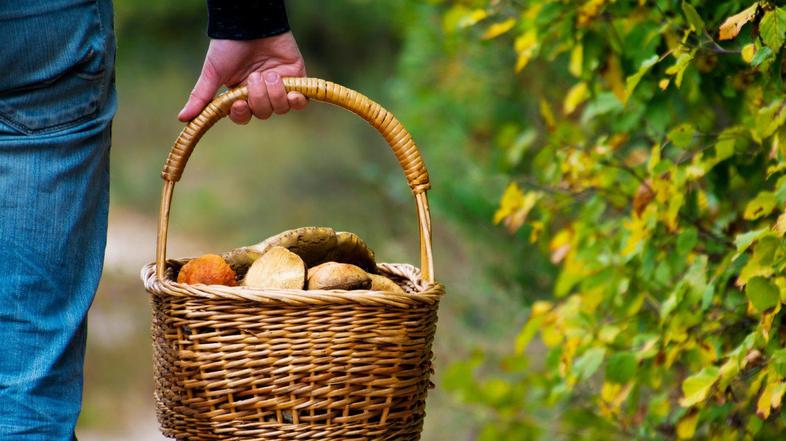 košara gobe nabiranje gob