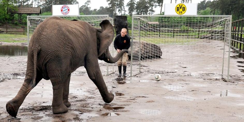 slon slonica Nelly Hodenhagen ZOO živalski vrt Borussia Dortmund Bayern