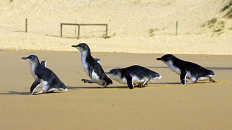 Pritlikavi pingvin spada med ogrožene živalske vrste.