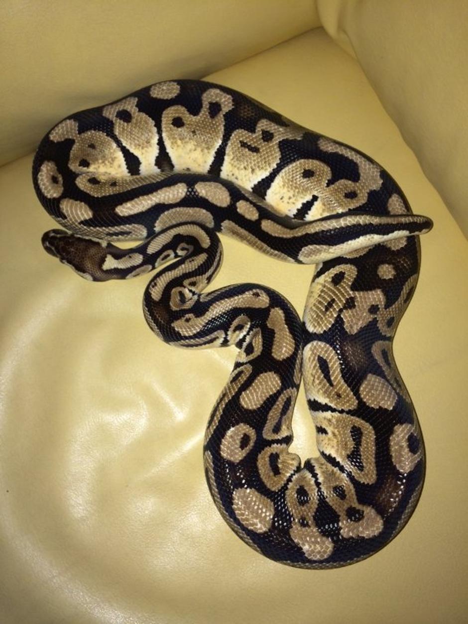 Kraljevski piton | Avtor: Aleš Lubej