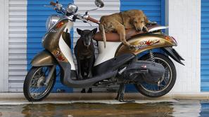 Živali v Bangkoku