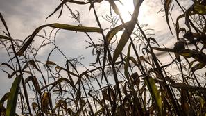 Vreme: Arso znova prižgal alarm, to nas čaka ta konec tedna - Suša