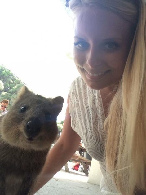 Quokka