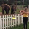 Slonici uživata ob zvokih violine