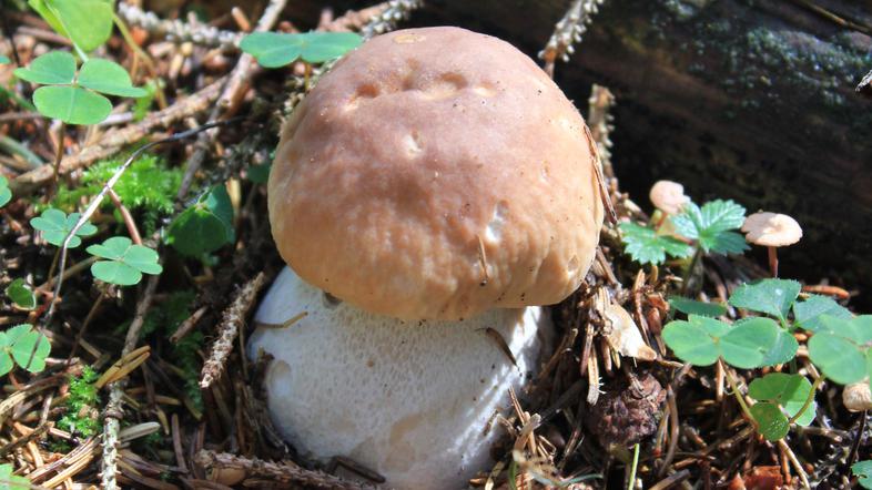 Gobe, Pokljuka; Triglavski narodni park