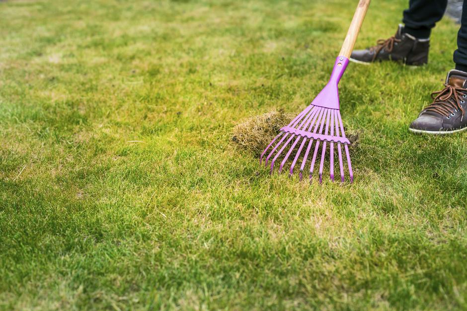 nega trate na dvorišču po suši | Avtor: Profimedia