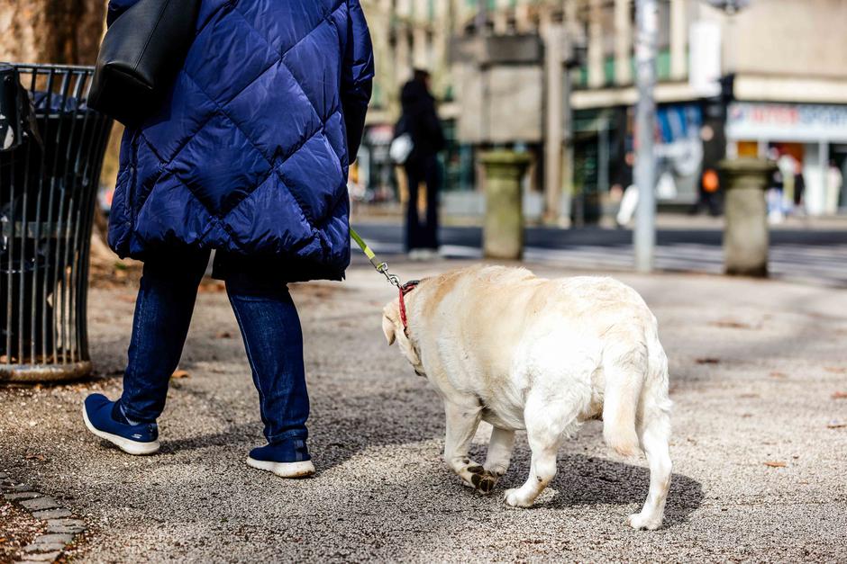 pes | Avtor: Saša Despot