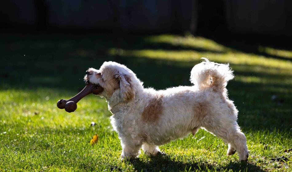 Prva trajnostna žvečljiva igrača za pse pri nas