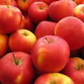 Jabolka spadajo k zdravi prehrani. (Foto: Shutterstock)