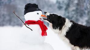 Pes na snegu