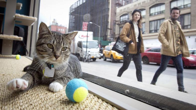 Mačja kavarna v New Yorku.