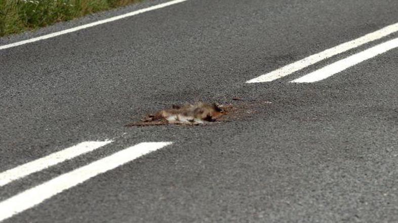 Truplo jazbeca je več kot en teden ležalo na cestišču. 