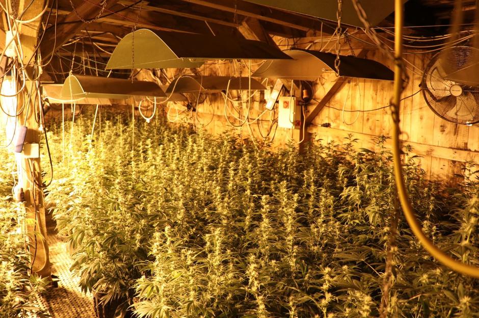 Konoplja | Avtor: PU Maribor