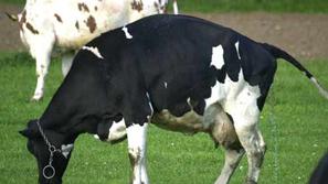 Novi primeri smrtnih žrtev razburjajo javnost.