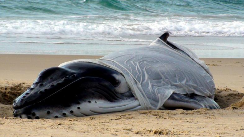 kit grbavec, Avstralija