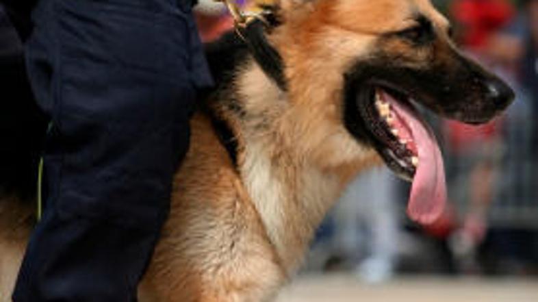 Kuža se ni mogel upreti skušnjavi.