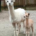 Alpaka