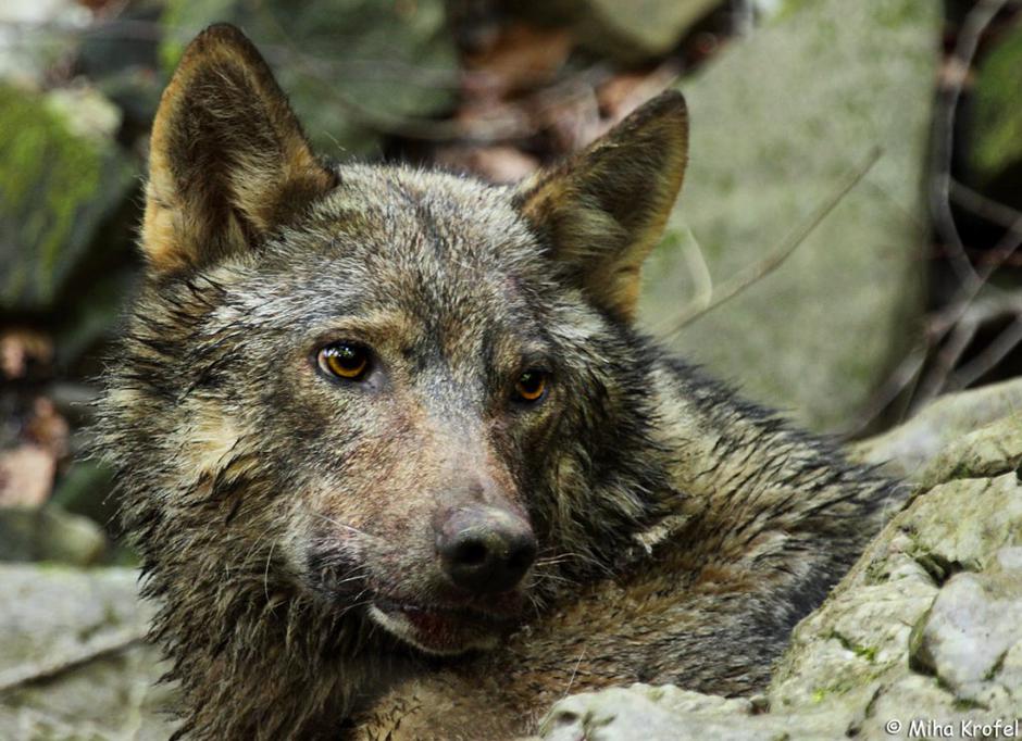 Volkovi, Tonka | Avtor: SloWolf