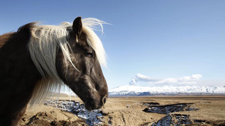 V ozadju vulkan Eyjafjallajokull, iz katerega se dviga para. (Foto: Reuters)