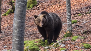 Medved v gozdu
