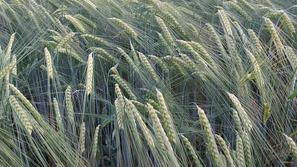 pšenica, žito, kmetijstvo