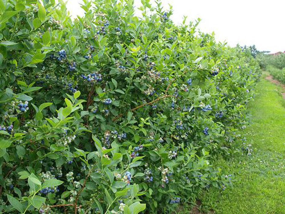 ameriške borovnice | Avtor: Pinterest