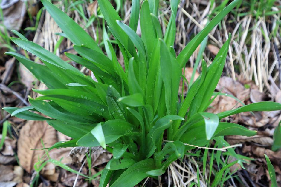 Jesenski podlesek | Avtor: Profimedia